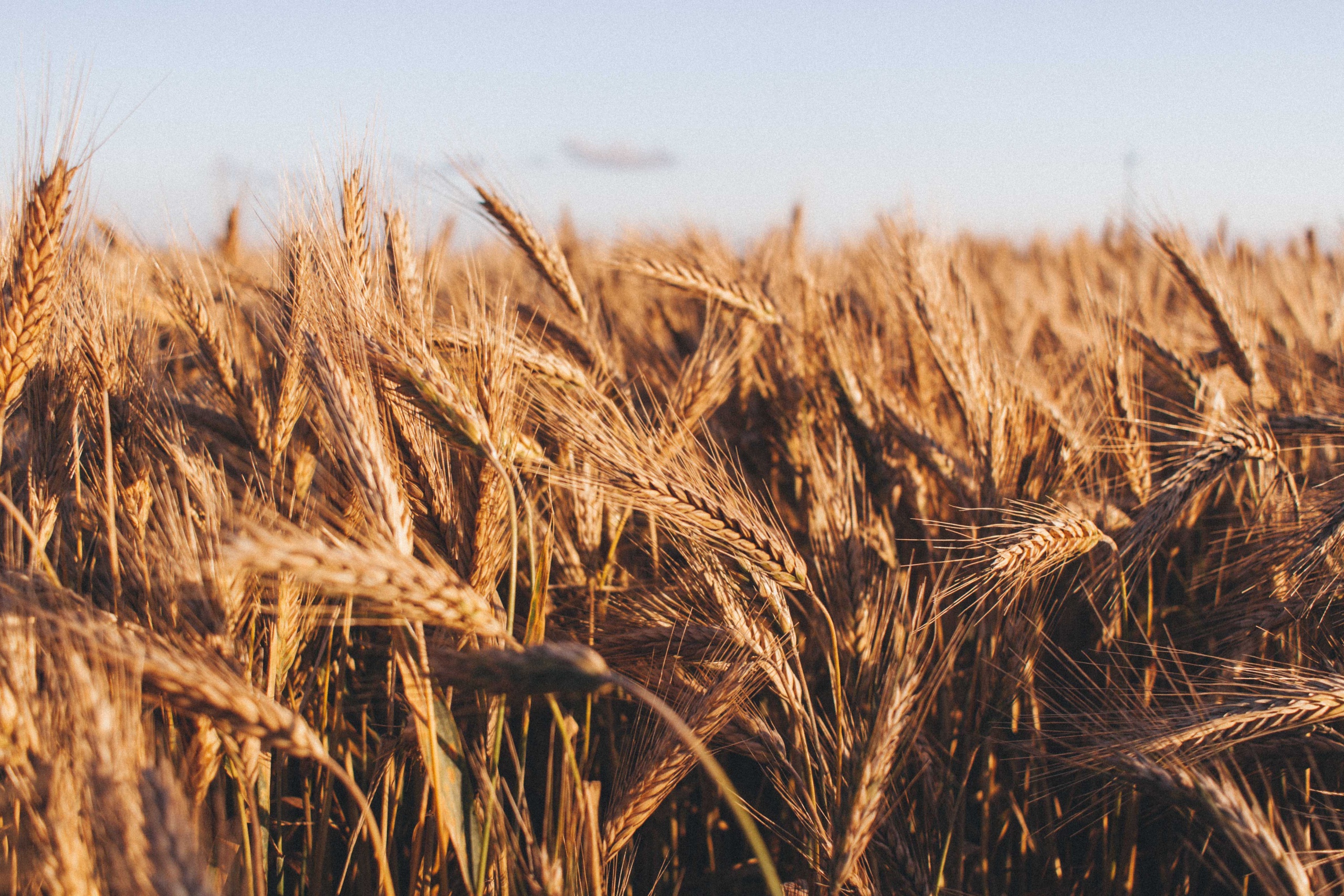 Golden wheat field at harvest